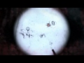 Prototype 2 OFFICIAL trailer (2012)