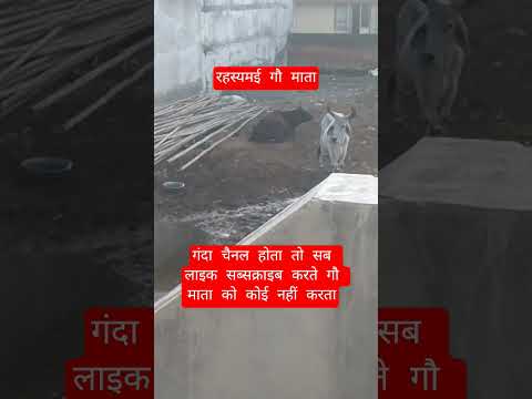 रहस्यमई गौ माता #100millon #cow #motivation #13million #gaumata #motivational