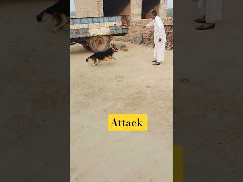 German shepherd attack full power #shorts #dog #germanshepherdattack #aggressivedog #viralvideo