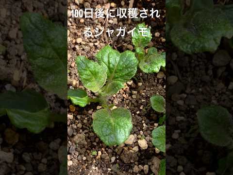 87日目に収穫されたジャガイモ🥔の記録 #くらふとふぁむ