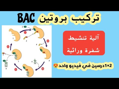 تركيب بروتين🍖أرواح تفهم آلية تنشيط👌و شفرة وراثية❤️شرح أسطوري