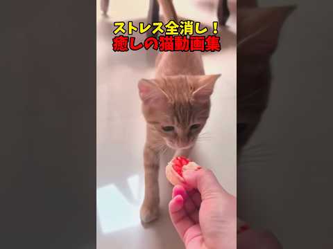 猫の動画サムネイル - ストレス発散にも！ #猫 #cat #cats #cute