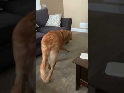 I accidentally trained my dog to think the xbox sound is bedtime 🤣 (🎥: ViralHog)