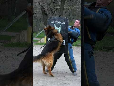 😯This powerful German Shepherd attacks an intruder. Police dog training. #GUARDODESSA Odessa Ukraine
