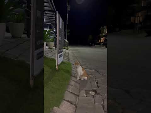 This Old Cat In Front Of A Show House Want To Buy A House For His Retired Life. #cat #funny #oldcat