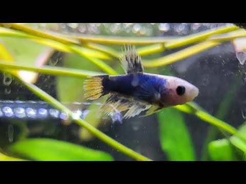 Setting up the betta sorority! The time has finally come!!! Join me as I scape and get my betta sorority up and running!