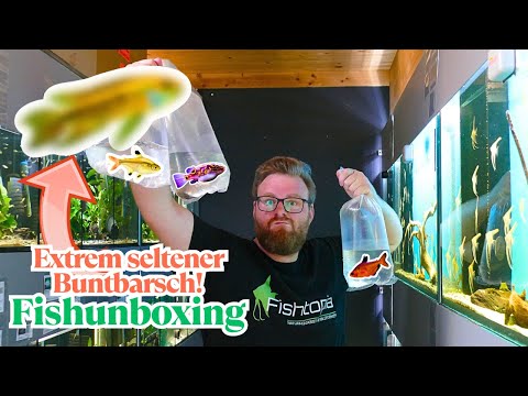 EXTREMELY rare CICHLISH I FISHUNBOXING