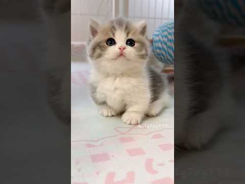 such a tiny baby kitten🐾