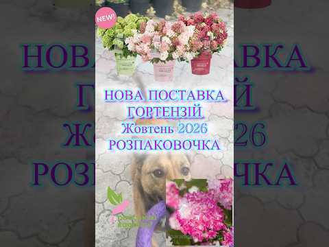 ОТРИМАЛА неймовірні VIP-сорти🪴🌸гортензій🥳