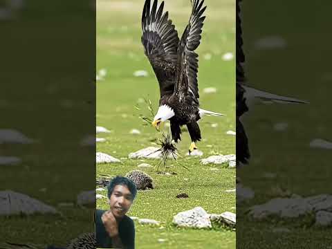 menyerang landak#elang #birds #landakmini #youtube #youtubeshort #reels #ytshorts
