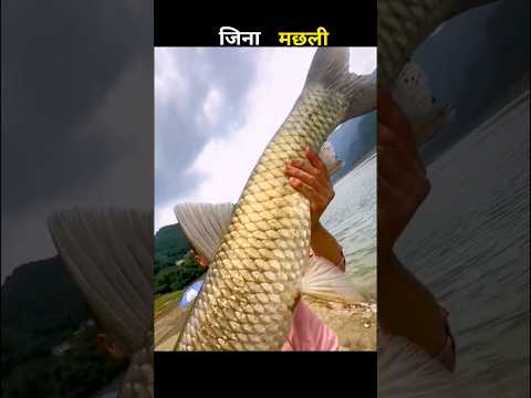 जिना मछली 😱 #aivideo #fishing #fascinatinginformation #amazingfacts #fishinglife #youtubeshorts