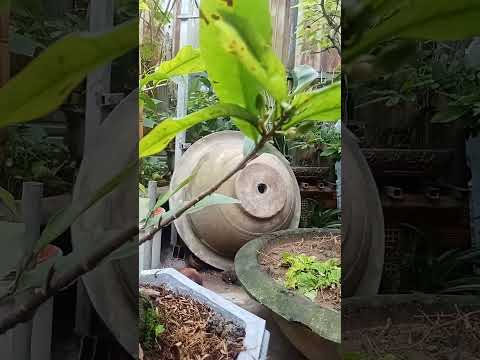 mai nhị ngọc Toàn