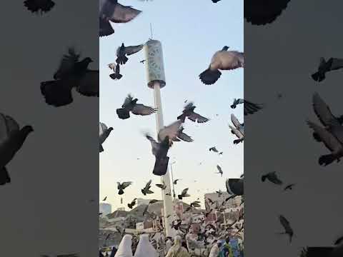 yallah hajji , hajjah sound in mecca #duet #habesha #ethiopia #travel #umrah #shorts