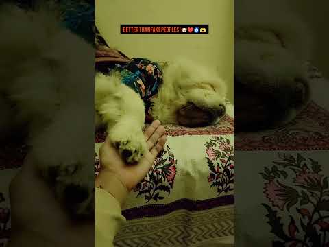 #betterthanfakepeoples🧿❤️#viral #pets #cute #kittu #dogshorts 🐶🫶