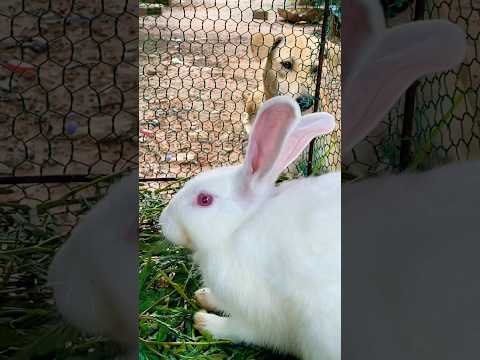 #cute #yummy #rabbit #rabbits #lovely #love #shortvideo #short #shorts #top #funny #shortvideo #top