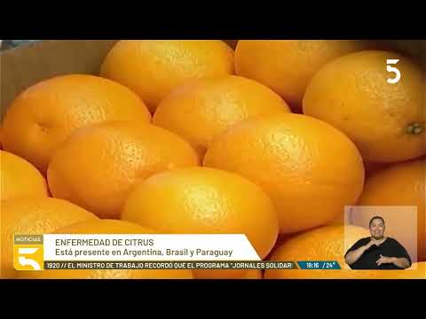 Emergencia sanitaria por enfermedad detecatada en Bella Unión que perjudica a las plantas de citrus