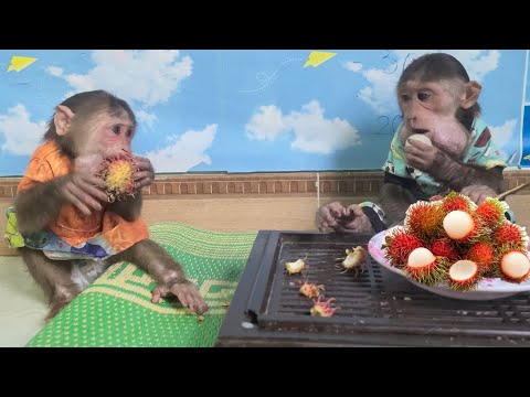 Mimi monkey tries to learn from Kuku to peel fruit quickly