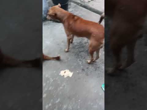 bezubaan ki jaan  😢😔 #dog #jaan #petshub #dogshorts #shorts #ytshorts
