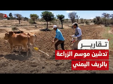 تدشين موسم الزراعة بالريف اليمني بحرث الأرض وزراعة الحبوب والمحاصيل
