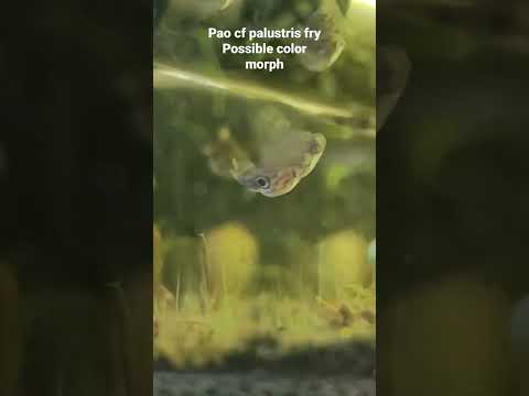 pao cf palustris possible color morph #aquarium #m 