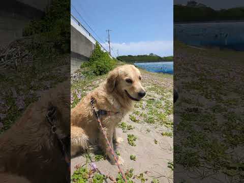 海遊びを満喫する大型犬 #ゴールデンレトリバー子犬 #大型犬のいる生活 サムネイル