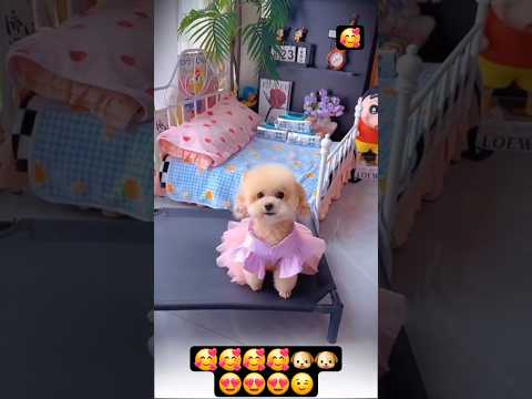 Cute dog. #shortsshorts #viralshort #viralvideo #funydog1010 #poodle #usadogs #cutepuppy #funny #dog