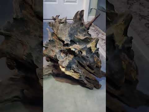amazing driftwood #fishfam #aquarium #fishkeepingh 