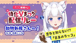 【 #特化Vまつり配信リレー 】ラッコが日本で絶滅の危機!? ラッコで学ぶ動物雑学！ 【 獣医Vtuber 北国ここな / 北国ここなの動物