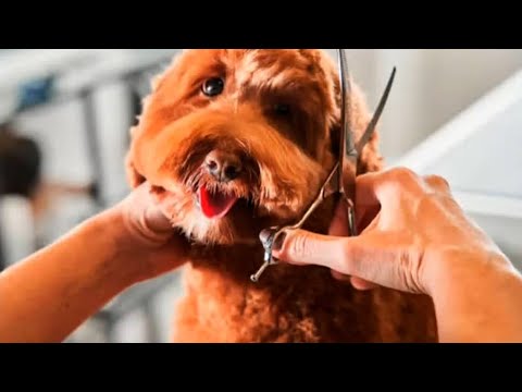 Educación continua para los peluqueros caninos
