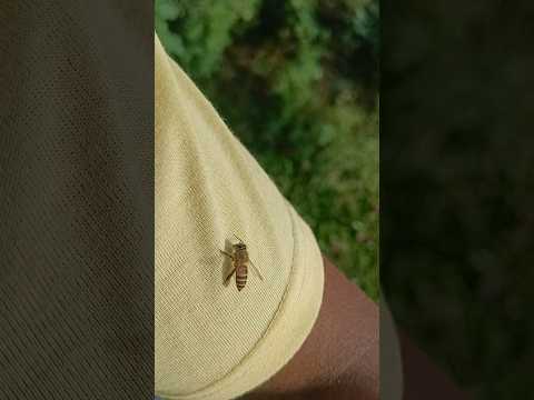 madhumakkhi#shotsvideo #ekmotahathighumechala #railway #railway #independenceday