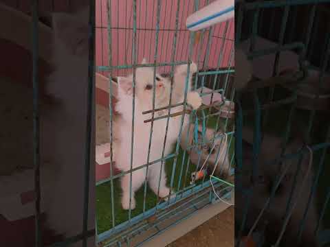 #playtime #playtogether #rajaranivlog #viralshorts #viralvideo #petvlog #cat