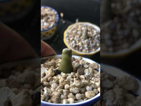 いい感じに成長した観葉植物達 #shorts #観葉植物 #plants #塊根植物