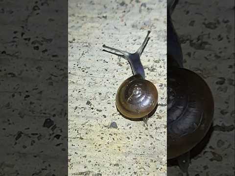 A tiny Draparnaud's Glass Snail (Oxychilus draparnaudi) found out at night