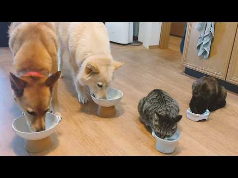 犬のごはん、猫のごはん、人のごはん