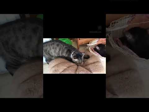 【猫動画】パン職人 あんこが飛び出るの巻