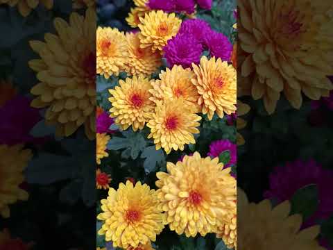 Хризантема.#жовтень#