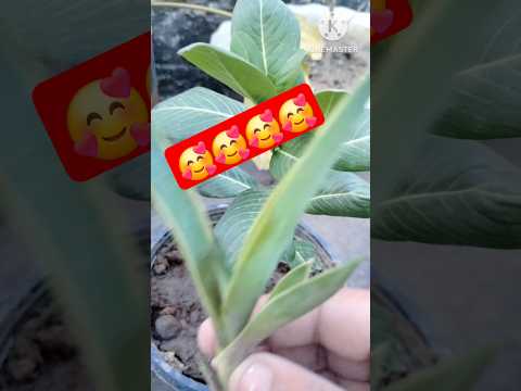 my new  ##shorts #shorts ##gander #shorts ##shorts ##shorts shorts