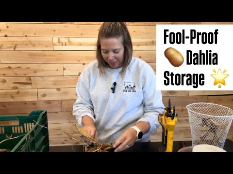 Dahlia Tuber Storage - this method saves so much work in the spring! Zone 5 : cut flowers