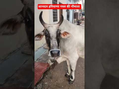 शानदार हरियाणा नस्ल की गौमाता #हरियाणा_नस्ल #cow #haryanabreed #animals #indiancow #cowlover