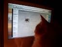 Gracie and the Spider