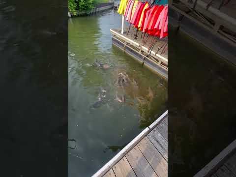 Carp by the boat docks | tons of fish 
