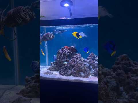 Kessil Lights Added 🌟 