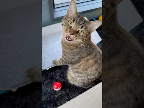 猫の動画サムネイル - パパに毎朝おはよう!!する猫が可愛すぎる... #shorts #猫 #cat