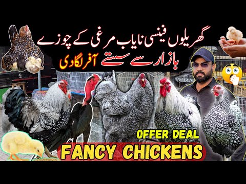 Top Fancy Chickens Chicks | Brahma | Wyandotte chicken | Heavy buff | Madgascar Aseel | PolishChicks