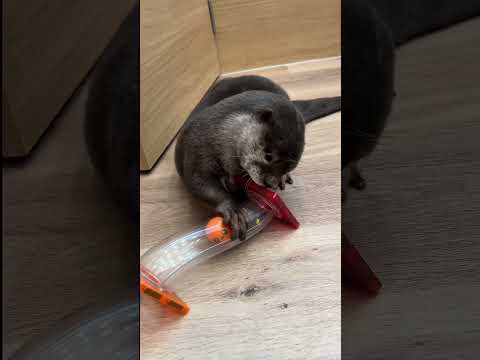 クセが強い！カワウソの動き #shorts