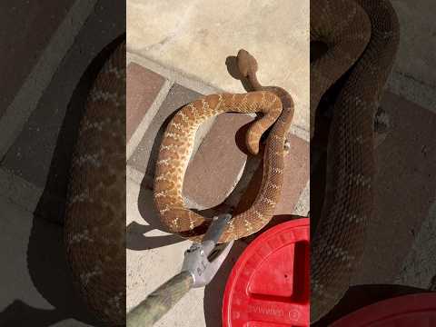 Bright Orange Rattlesnake #snake #fall #halloween #fyp #youtube #video