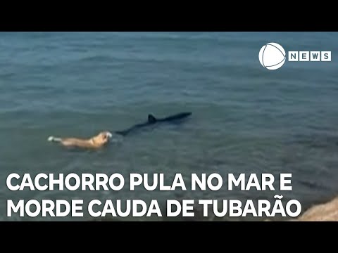 Cachorro pula no mar e morde cauda de tubarão