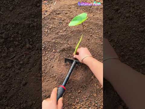 High quality taro planting methods