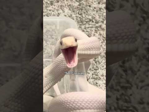 tofu does not want to leave his bath #pets #animals #reptiles #snakes #silly