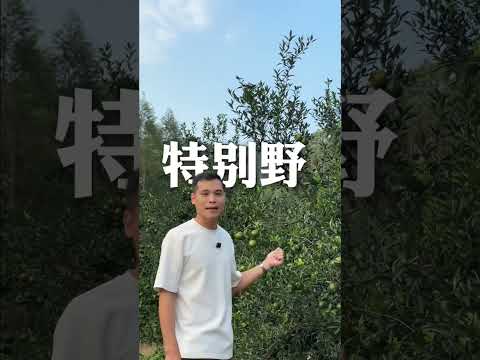 圭峰山40年老树新皮，新会陈皮收藏级天花板！ #新会陈皮 #陈皮